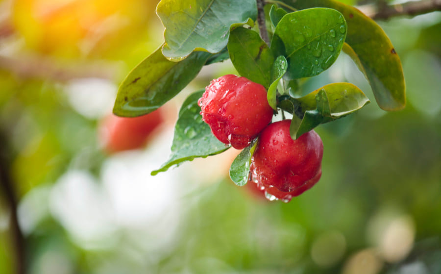 vitamina c fruto acerola